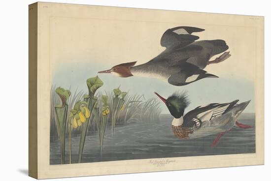 Red-breasted Merganser, 1838-John James Audubon-Stretched Canvas