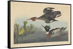 Red-breasted Merganser, 1838-John James Audubon-Framed Stretched Canvas