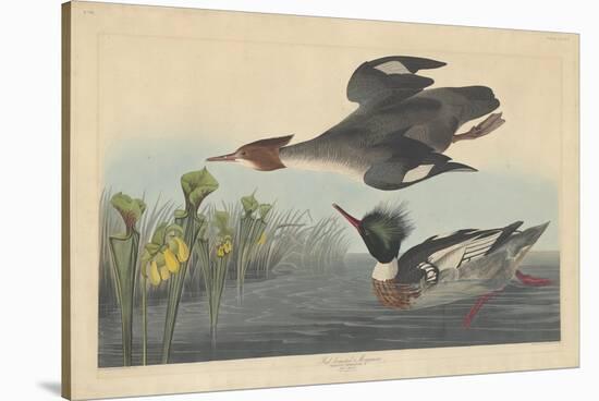 Red-breasted Merganser, 1838-John James Audubon-Stretched Canvas