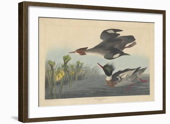 Red-breasted Merganser, 1838-John James Audubon-Framed Giclee Print