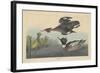 Red-breasted Merganser, 1838-John James Audubon-Framed Giclee Print