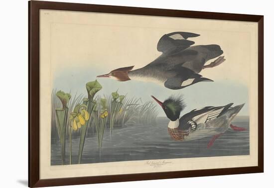 Red-breasted Merganser, 1838-John James Audubon-Framed Giclee Print