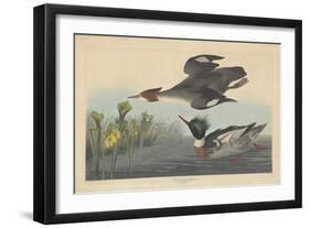 Red-breasted Merganser, 1838-John James Audubon-Framed Premium Giclee Print