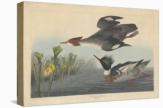 Red-breasted Merganser, 1838-John James Audubon-Stretched Canvas