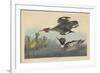 Red-breasted Merganser, 1838-John James Audubon-Framed Giclee Print