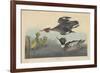 Red-breasted Merganser, 1838-John James Audubon-Framed Giclee Print