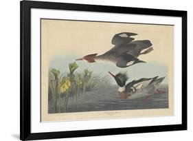 Red-breasted Merganser, 1838-John James Audubon-Framed Giclee Print