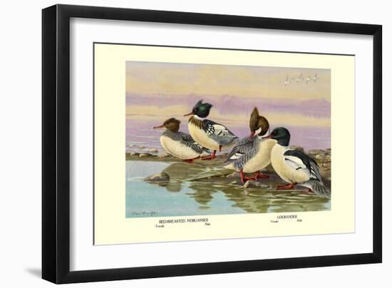 Red-Breasted Merganser and Goosander-Allan Brooks-Framed Art Print