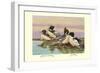 Red-Breasted Merganser and Goosander-Allan Brooks-Framed Art Print