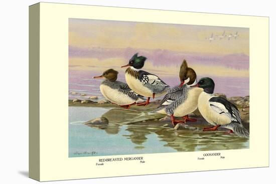Red-Breasted Merganser and Goosander-Allan Brooks-Stretched Canvas