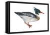 Red-Breasted Merganser (Mergus Serrator), Duck, Birds-Encyclopaedia Britannica-Framed Stretched Canvas