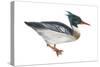 Red-Breasted Merganser (Mergus Serrator), Duck, Birds-Encyclopaedia Britannica-Stretched Canvas