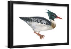 Red-Breasted Merganser (Mergus Serrator), Duck, Birds-Encyclopaedia Britannica-Framed Poster