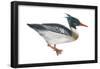 Red-Breasted Merganser (Mergus Serrator), Duck, Birds-Encyclopaedia Britannica-Framed Poster