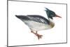 Red-Breasted Merganser (Mergus Serrator), Duck, Birds-Encyclopaedia Britannica-Mounted Poster