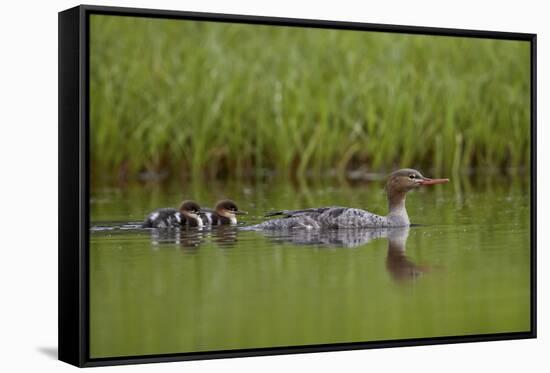 Red-Breasted Merganser (Mergus Serrator) with Two Chicks, Iceland, Polar Regions-James Hager-Framed Stretched Canvas