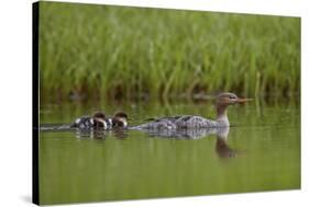 Red-Breasted Merganser (Mergus Serrator) with Two Chicks, Iceland, Polar Regions-James Hager-Stretched Canvas