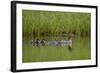 Red-Breasted Merganser (Mergus Serrator) with Two Chicks, Iceland, Polar Regions-James Hager-Framed Photographic Print