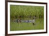 Red-Breasted Merganser (Mergus Serrator) with Two Chicks, Iceland, Polar Regions-James Hager-Framed Photographic Print