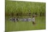 Red-Breasted Merganser (Mergus Serrator) with Two Chicks, Iceland, Polar Regions-James Hager-Mounted Photographic Print