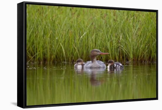 Red-Breasted Merganser (Mergus Serrator) with Two Chicks, Iceland, Polar Regions-James-Framed Stretched Canvas