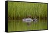 Red-Breasted Merganser (Mergus Serrator) with Two Chicks, Iceland, Polar Regions-James-Framed Stretched Canvas