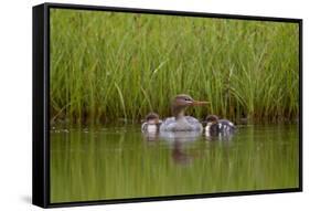 Red-Breasted Merganser (Mergus Serrator) with Two Chicks, Iceland, Polar Regions-James-Framed Stretched Canvas