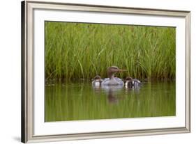 Red-Breasted Merganser (Mergus Serrator) with Two Chicks, Iceland, Polar Regions-James-Framed Photographic Print