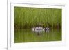 Red-Breasted Merganser (Mergus Serrator) with Two Chicks, Iceland, Polar Regions-James-Framed Photographic Print