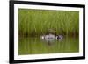 Red-Breasted Merganser (Mergus Serrator) with Two Chicks, Iceland, Polar Regions-James-Framed Photographic Print