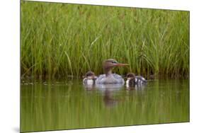 Red-Breasted Merganser (Mergus Serrator) with Two Chicks, Iceland, Polar Regions-James-Mounted Photographic Print
