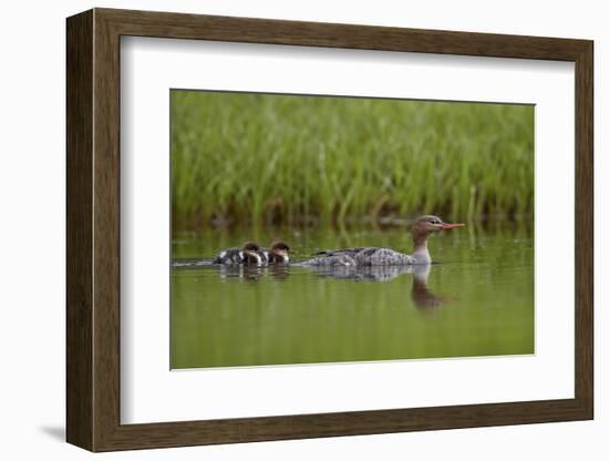 Red-Breasted Merganser (Mergus Serrator) with Two Chicks, Iceland, Polar Regions-James Hager-Framed Photographic Print