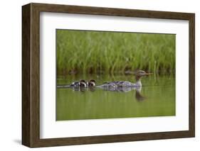 Red-Breasted Merganser (Mergus Serrator) with Two Chicks, Iceland, Polar Regions-James Hager-Framed Photographic Print