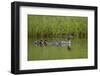 Red-Breasted Merganser (Mergus Serrator) with Two Chicks, Iceland, Polar Regions-James Hager-Framed Photographic Print