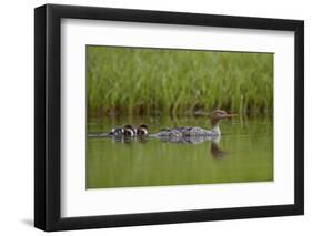 Red-Breasted Merganser (Mergus Serrator) with Two Chicks, Iceland, Polar Regions-James Hager-Framed Photographic Print