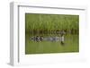 Red-Breasted Merganser (Mergus Serrator) with Two Chicks, Iceland, Polar Regions-James Hager-Framed Photographic Print