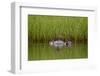 Red-Breasted Merganser (Mergus Serrator) with Two Chicks, Iceland, Polar Regions-James-Framed Photographic Print