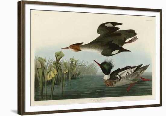 Red Breasted Merganser-John James Audubon-Framed Giclee Print