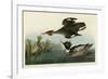 Red Breasted Merganser-John James Audubon-Framed Giclee Print