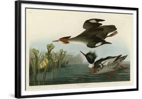 Red Breasted Merganser-John James Audubon-Framed Giclee Print