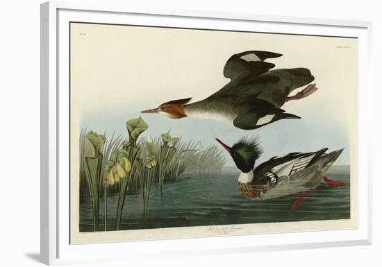 Red Breasted Merganser-John James Audubon-Framed Giclee Print