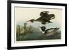 Red Breasted Merganser-John James Audubon-Framed Giclee Print