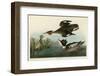 Red Breasted Merganser-John James Audubon-Framed Art Print
