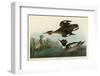 Red Breasted Merganser-John James Audubon-Framed Art Print