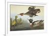 Red-Breasted Merganser-John James Audubon-Framed Art Print