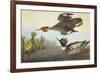 Red-Breasted Merganser-John James Audubon-Framed Premium Giclee Print