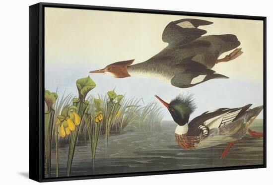 Red-Breasted Merganser-John James Audubon-Framed Stretched Canvas