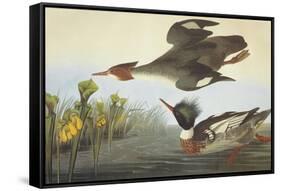 Red-Breasted Merganser-John James Audubon-Framed Stretched Canvas