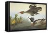 Red-Breasted Merganser-John James Audubon-Framed Stretched Canvas