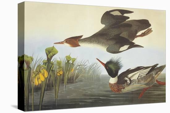 Red-Breasted Merganser-John James Audubon-Stretched Canvas